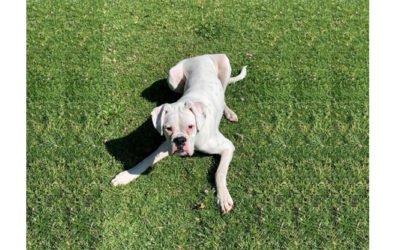 What I have learnt from teaching my dog!